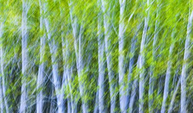 Natur sanatı. Hareket bulanıklığı arka plan. 