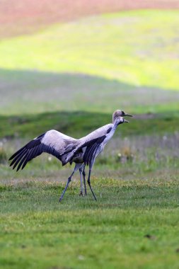Vinç. Doğa habitat arka plan. Kuş: Ortak Vinç. Grus grus. 