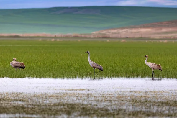 Crane Fondo Hábitat Natural Ave Grulla Común Grus Grus — Foto de Stock