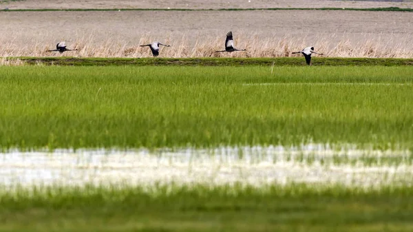 Kranich Lebensraum Natur Hintergrund Vogel Kranich Rotkehlchen — Stockfoto