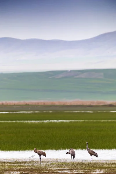 Crane Nature Habitat Background Bird Common Crane Grus Grus — Stock Photo, Image