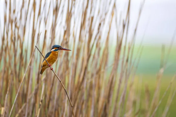 Sevimli renkli kuş Kingfisher. Sarı doğa arka planı. Ortak Kingfisher Alcedo atthis.