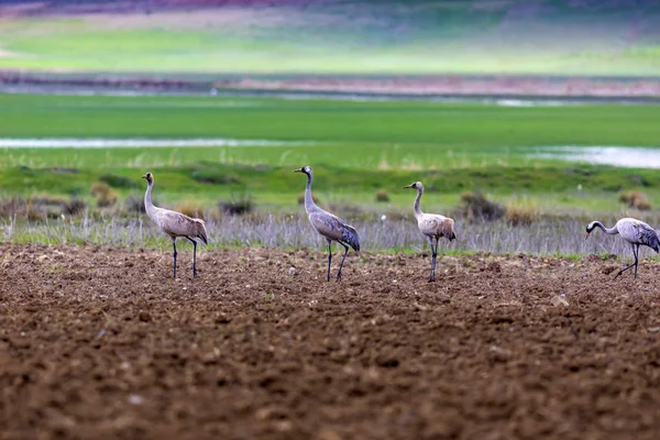 Crane Nature Habitat Background Bird Common Crane Grus Grus — Stock Photo, Image