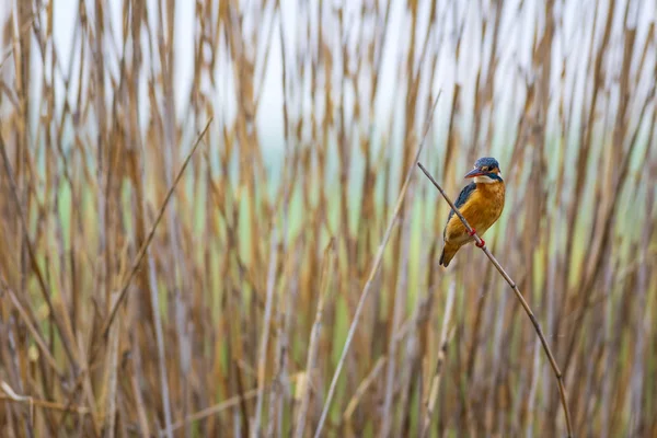 Pássaro Colorido Bonito Kingfisher Fundo Natureza Amarela Kingfisher Comum Alcedo — Fotografia de Stock