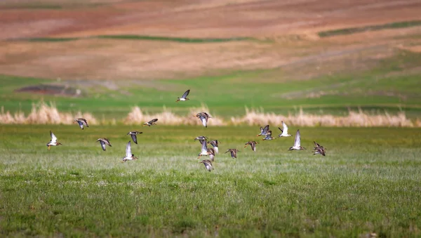 飛ぶ鳥緑の黄色と茶色の自然の生息地の背景 フライングウォーターバード — ストック写真