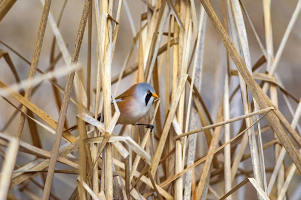 Cute little bird. Yellow green nature background. Bird: Bearded Reedling.