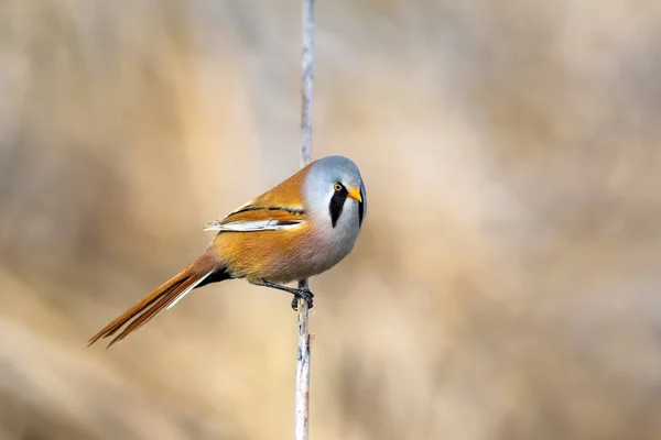 Симпатичная Птичка Желто Зеленый Фон Природы Bird Bearded Reedling — стоковое фото