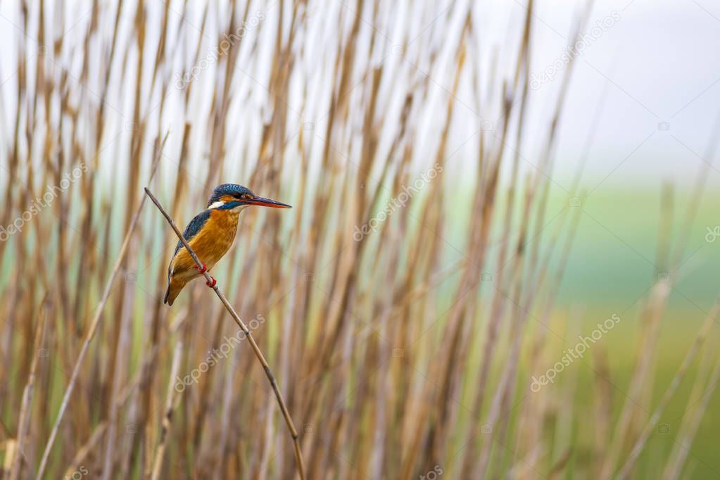 Cute colorful bird Kingfisher. Yellow nature background. Common Kingfisher Alcedo atthis.