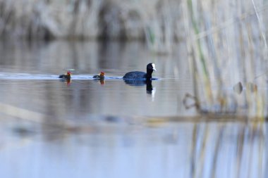 Anne ve bebek. Sevimli ördekler. Yeşil doğa arka planı. Ortak göl kuşları: Avrasya Coot. Fulica atra.