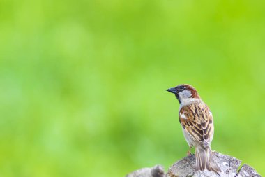 Sevimli kuş serçesi. Yeşil doğa arka planı.