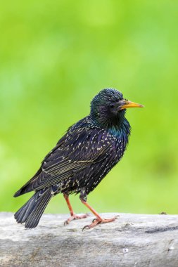 Renkli kuş Starling. Renkli doğa arka plan. Kuş: Sığırcık. Sturnus vulgaris.