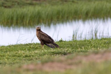 Yırtıcı kuş. Şahin. Doğa habitat arka plan.