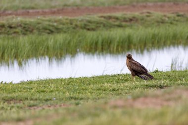 Yırtıcı kuş. Şahin. Doğa habitat arka plan.