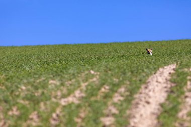 Sevimli komik tilki. Yeşil mavi doğa arka plan.  