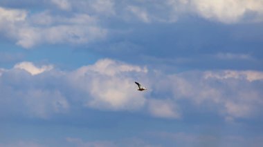 Uçan Ruddy Shelduck. Renkli doğa habitat arka plan. Kuş: Ruddy Shelduck.