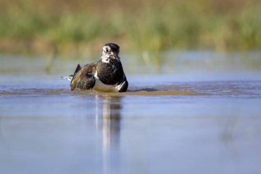Sulak alan ve su kuşu. Yeşil mavi doğa habitat arka plan. Ortak kuş: Kuzey Lapwing. Vanellus vanellus.