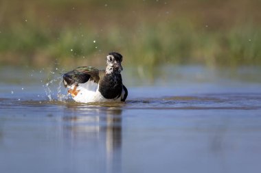 Sulak alan ve su kuşu. Yeşil mavi doğa habitat arka plan. Ortak kuş: Kuzey Lapwing. Vanellus vanellus.