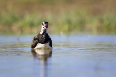 Sulak alan ve su kuşu. Yeşil mavi doğa habitat arka plan. Ortak kuş: Kuzey Lapwing. Vanellus vanellus.