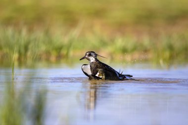Sulak alan ve su kuşu. Yeşil mavi doğa habitat arka plan. Ortak kuş: Kuzey Lapwing. Vanellus vanellus.