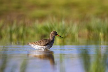 Doğa ve kuş. Ortak su kuşu Benekli Redshank. Tringa eritropus. Yeşil mavi doğa habitat arka plan.