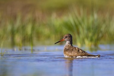 Doğa ve kuş. Ortak su kuşu Benekli Redshank. Tringa eritropus. Yeşil mavi doğa habitat arka plan.