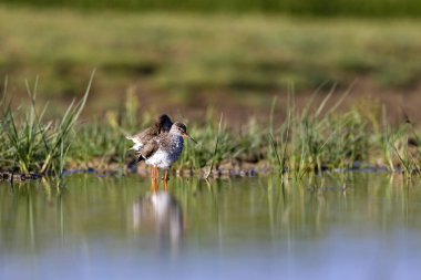 Doğa ve kuş. Ortak su kuşu Benekli Redshank. Tringa eritropus. Yeşil mavi doğa habitat arka plan.