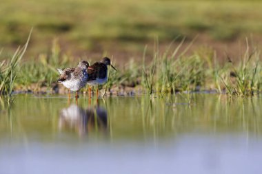 Doğa ve kuş. Ortak su kuşu Benekli Redshank. Tringa eritropus. Yeşil mavi doğa habitat arka plan.