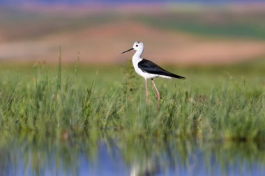 Güzel su kuşu. Siyah kanatlı Stilt. Yeşil doğa yaşam alanı arka planı.