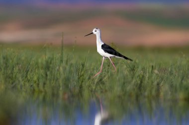 Güzel su kuşu. Siyah kanatlı Stilt. Yeşil doğa yaşam alanı arka planı.