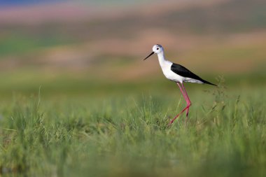 Güzel su kuşu. Siyah kanatlı Stilt. Yeşil doğa yaşam alanı arka planı.
