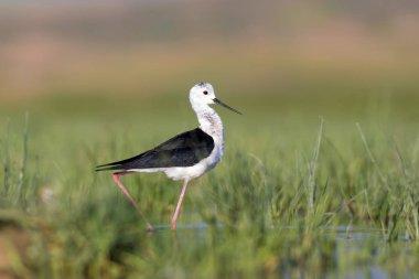 Güzel su kuşu. Siyah kanatlı Stilt. Yeşil doğa yaşam alanı arka planı.