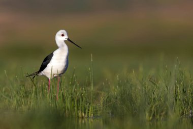 Güzel su kuşu. Siyah kanatlı Stilt. Yeşil doğa yaşam alanı arka planı.