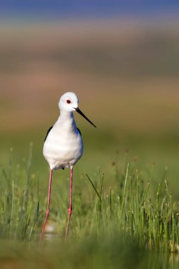 Güzel su kuşu. Siyah kanatlı Stilt. Yeşil doğa yaşam alanı arka planı.