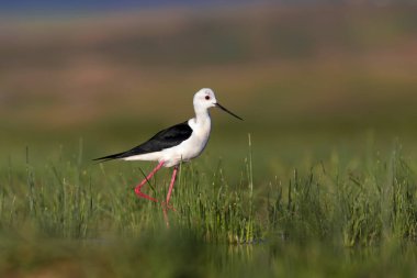 Güzel su kuşu. Siyah kanatlı Stilt. Yeşil doğa yaşam alanı arka planı.