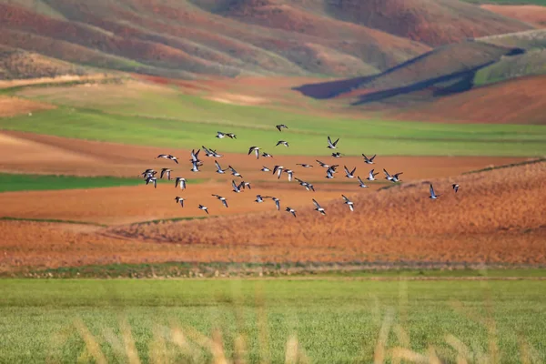 Fliegende Vögel Grün Gelb Und Braun Natürlichen Lebensraum Hintergrund Fliegende — Stockfoto