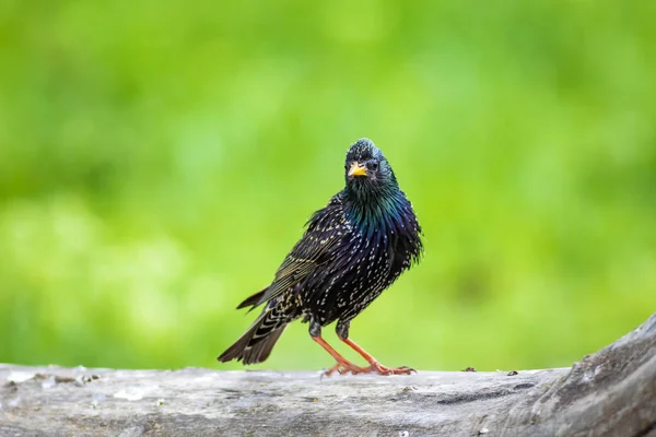 Colorful bird Starling. Colorful nature background. Bird: Common Starling. Sturnus vulgaris.
