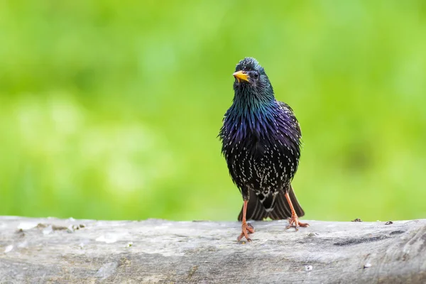 Colorful bird Starling. Colorful nature background. Bird: Common Starling. Sturnus vulgaris.