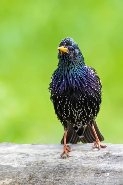 Colorful bird Starling. Colorful nature background. Bird: Common Starling. Sturnus vulgaris.