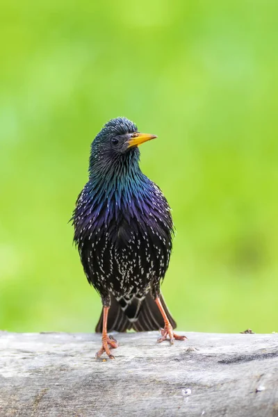 Bunte Vogelsterne Farbenfrohe Natur Hintergrund Vogel Gemeiner Star Sturnus Vulgaris — Stockfoto