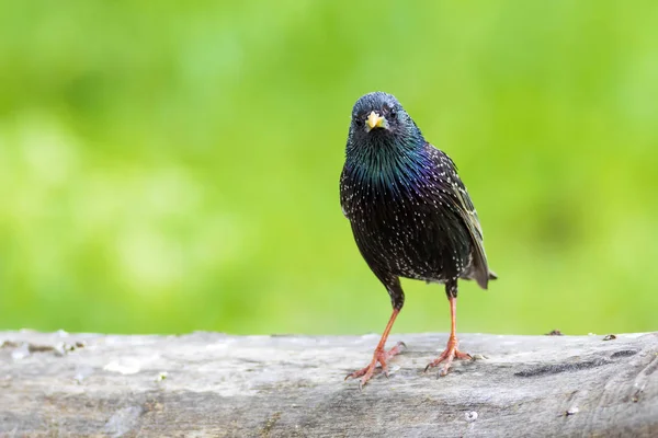 Renkli Kuş Starling Renkli Doğa Arka Plan Kuş Sığırcık Sturnus — Stok fotoğraf