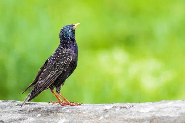 Renkli kuş Starling. Renkli doğa arka plan. Kuş: Sığırcık. Sturnus vulgaris.