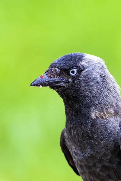 Crow Groene Natuur Achtergrond Vogel Western Jackdaw Coloeus Monedula — Stockfoto