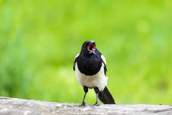 Karga Avrasya Saksağanı Gren Sarı Doğa Arka Plan Kuş Avrasya — Stok fotoğraf