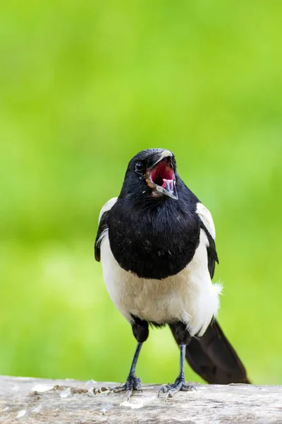 Karga Avrasya Saksağanı Gren Sarı Doğa Arka Plan Kuş Avrasya — Stok fotoğraf