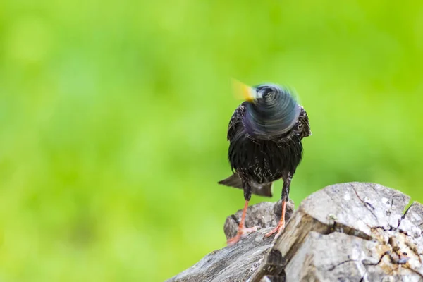 Bunte Vogelsterne Farbenfrohe Natur Hintergrund Vogel Gemeiner Star Sturnus Vulgaris — Stockfoto