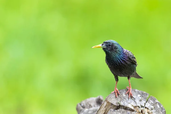 Renkli Kuş Starling Renkli Doğa Arka Plan Kuş Sığırcık Sturnus — Stok fotoğraf