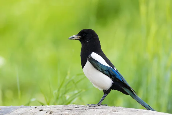 Krähen Eurasische Elster Gren Gelben Naturhintergrund Vogel Eurasische Elster Pica — Stockfoto