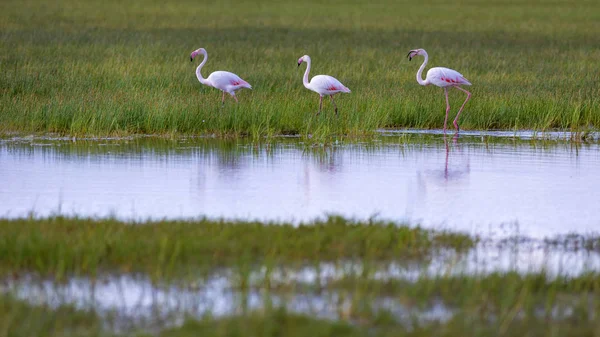 Renkli kuş flamingo. Doğal arka plan. Kuş: Büyük Flamingo. Fenikekopterus roseus.