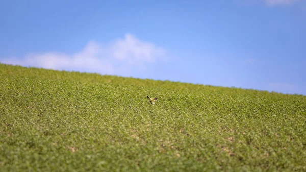 Cute funny fox. Green blue nature background.