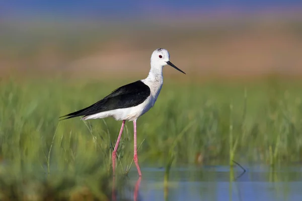 Schöner Wasservogel Stelzenläufer Hintergrund Des Grünen Lebensraums Natur — Stockfoto